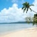 A sandy beach with clear water and palm trees